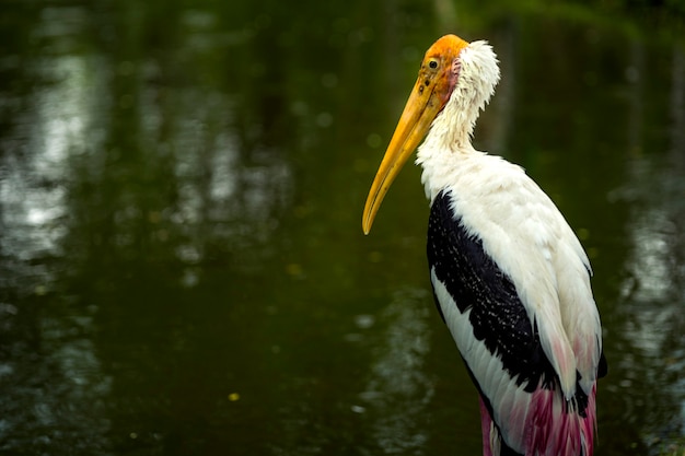 Pájaro cigüeña ayudante menor