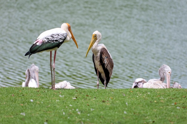 Foto el pájaro cigüeña pintada mycteria leucocephala en el jardín