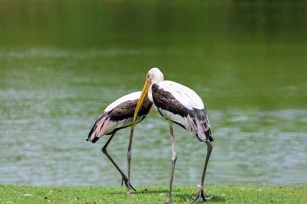 Foto el pájaro cigüeña pintada mycteria leucocephala en el jardín