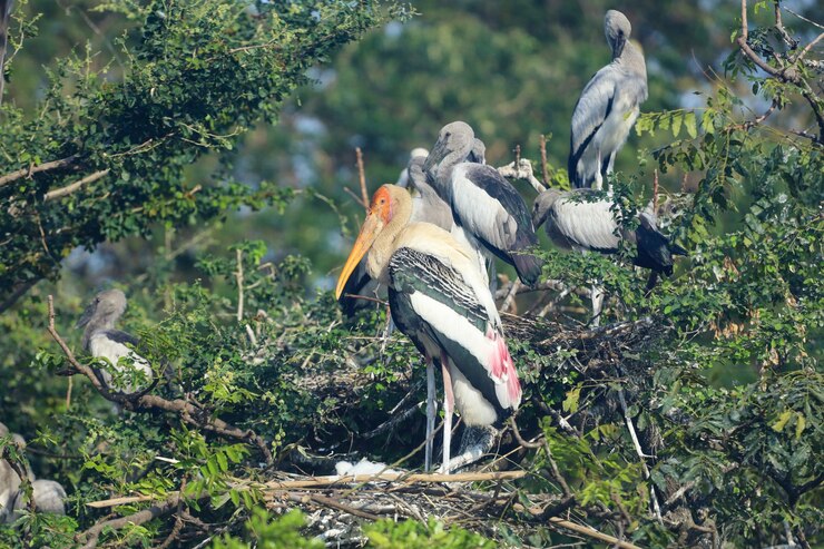 El pájaro de la cigüeña pintada (Mycteria leucocephala) en el nido en el jardín