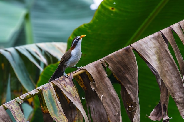 Pájaro de cimitarra de ceja blanca (Po matorhinus schisticeps) pájaro en la naturaleza