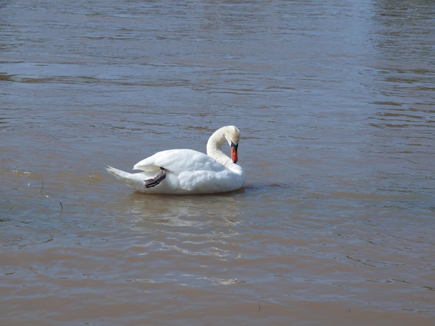 Pájaro cisne en un estanque