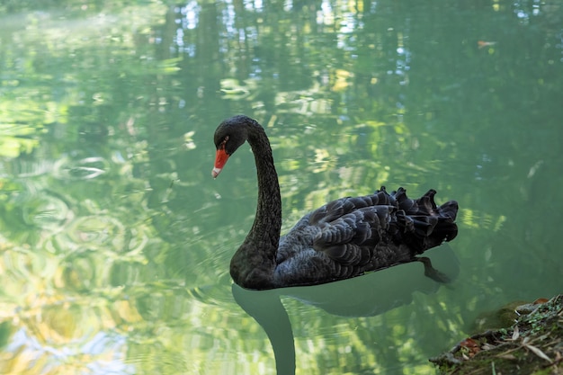 Pájaro cisne negro nada en el lago