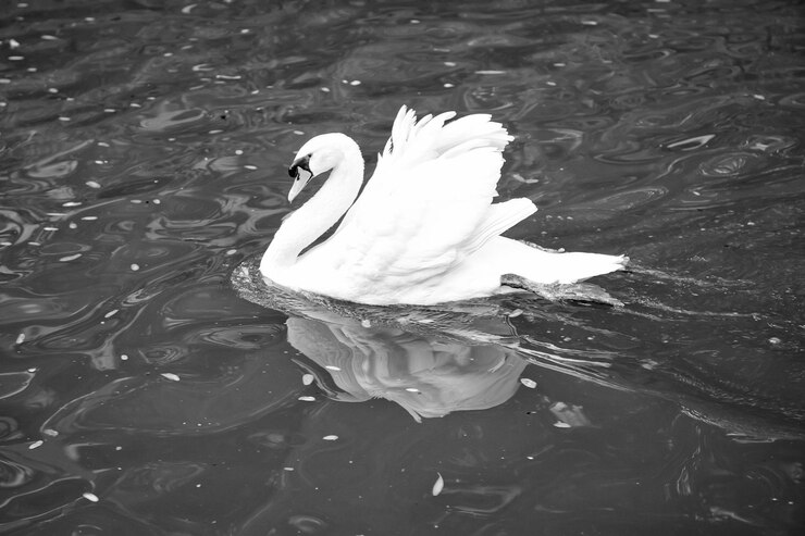 Foto pájaro cisne con pluma blanca y pico nadando en el lago
