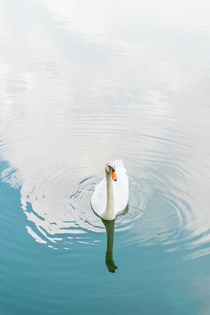 Pájaro (cisnes, cisnes mudos o Cygnus) color blanco nadando en un estanque o agua en una naturaleza salvaje
