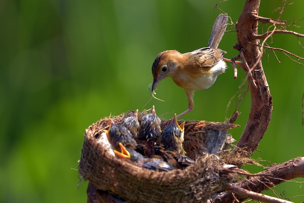 El pájaro cístico de cabeza dorada trae comida para su polluelo.