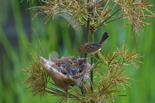 El pájaro cístico de cabeza dorada trae comida para su polluelo.