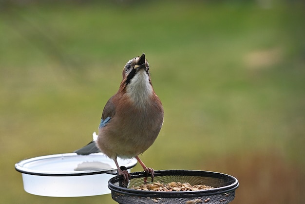 Pájaro con cola azul y blanca.