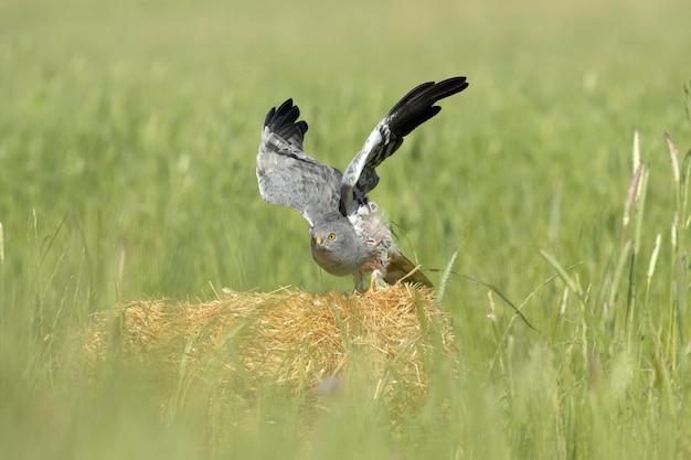 Un pájaro con cola blanca se sienta en un nido en un campo