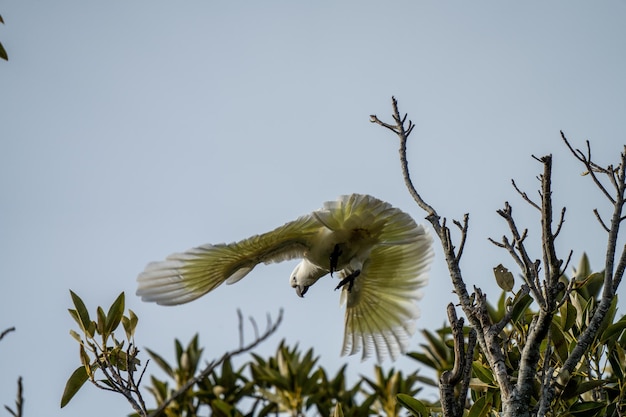 Un pájaro con cola blanca vuela en el aire con una rama en primer plano.