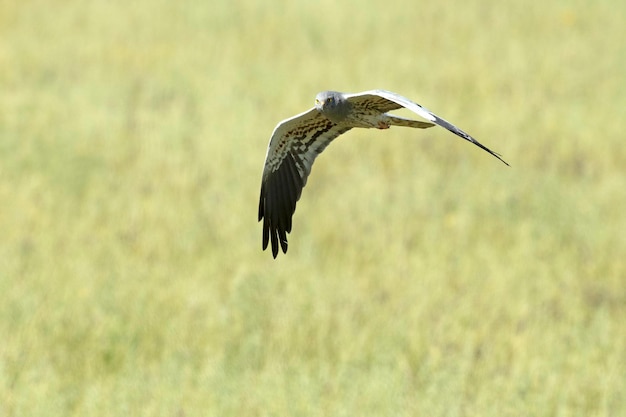 Un pájaro de cola larga y pico negro vuela en un campo.