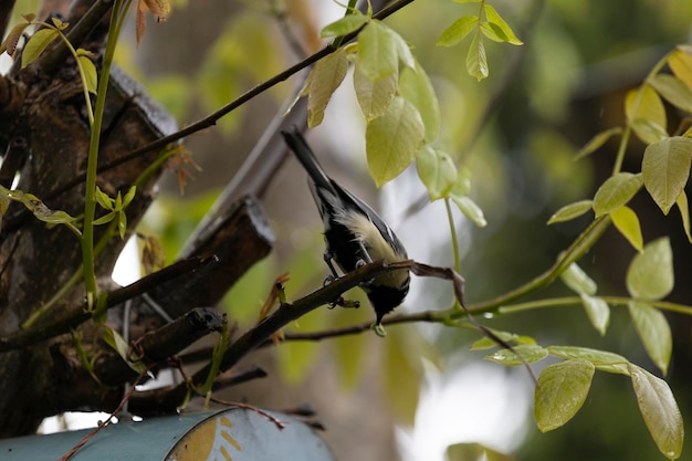 Un pájaro con cola negra está posado en una rama.