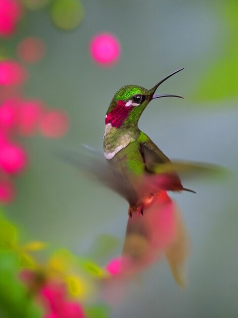 Foto un pájaro colibrí colorido se sienta en una rama en el bosque con el fondo de bur