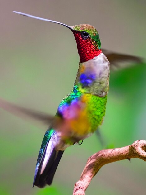 Foto un pájaro colibrí colorido se sienta en una rama en el bosque con el fondo de bur