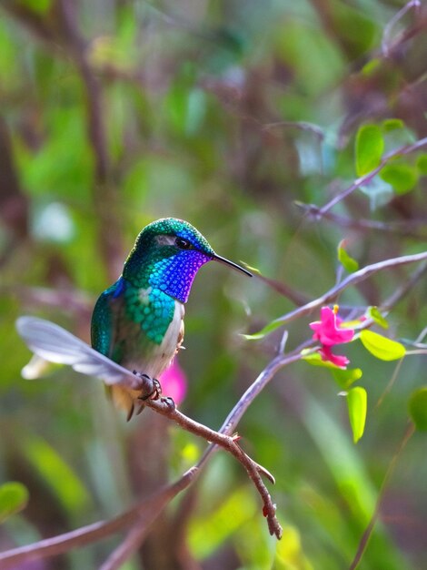 Foto un pájaro colibrí colorido se sienta en una rama en el bosque con el fondo de bur