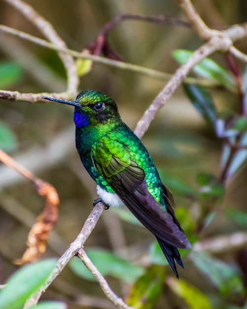 Pájaro colibrí de esmeralda