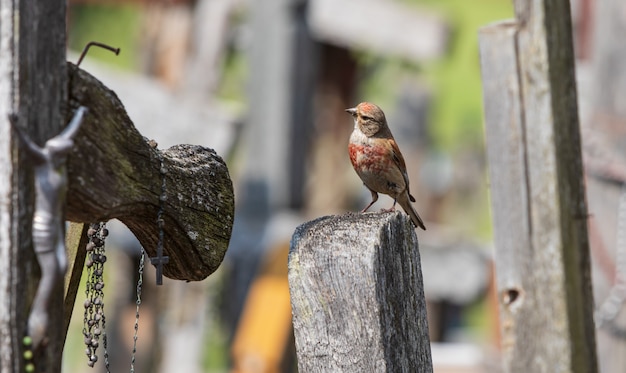 Foto pájaro en la colina de las cruces