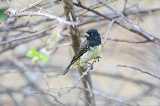 pájaro con collar Sporophila caerulescens enfoque selectivo