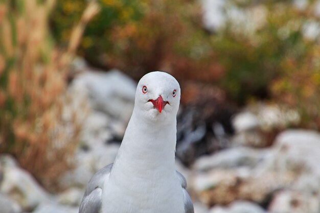 El pájaro en la colonia, Kaikoura, Nueva Zelanda