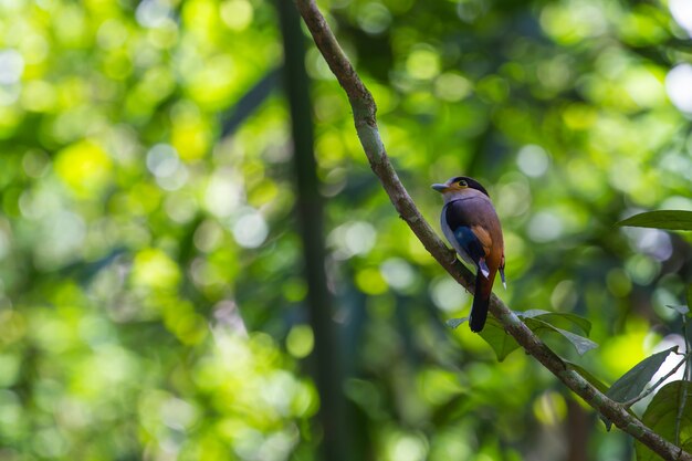 Pájaro de colores Pecho de plata (Serilophus lunatus) en la rama de un árbol