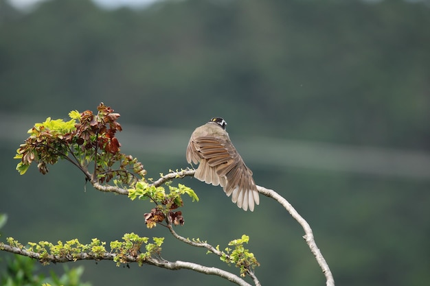 pájaro de colores en la rama