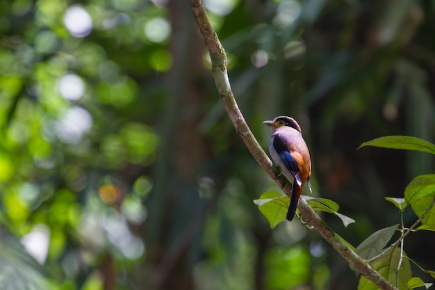 Pájaro colorido Broadbil de pecho plateado