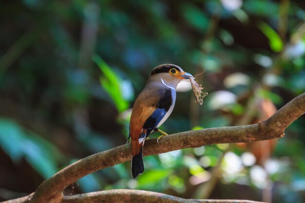 Pájaro colorido Broadbil de pecho plateado