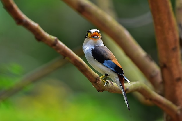 Pájaro colorido Broadbil de pecho plateado