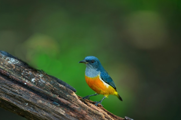 Pájaro colorido Flowerpecker de vientre naranja