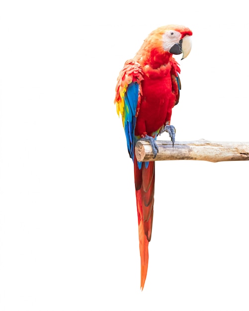 Pájaro colorido de los loros aislado en el fondo blanco. Marcaw azul y rojo en las ramas.