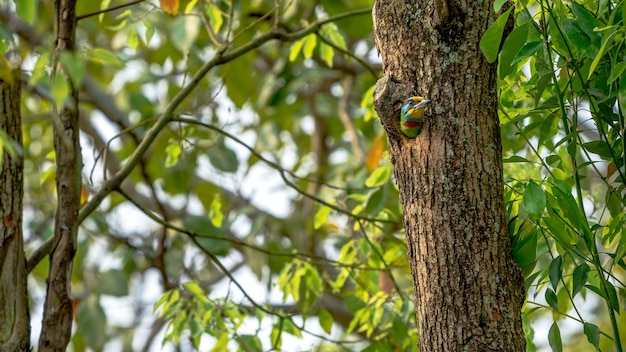 Foto un pájaro colorido mullers barbet dentro del nido del agujero en el árbol en taipei es una especie endémica de taiwán
