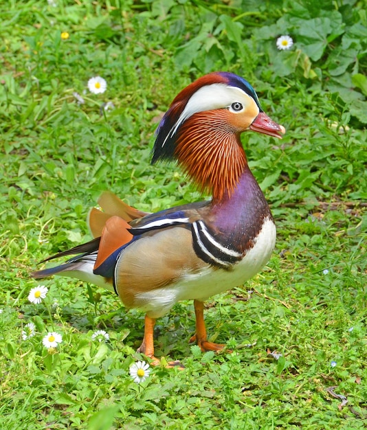 Un pájaro colorido con un pico negro y una cabeza roja está parado en la hierba.