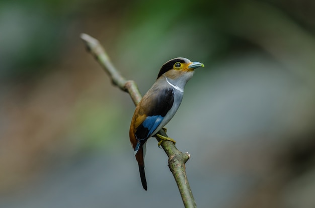 Pájaro colorido de plata breasted Broadbil