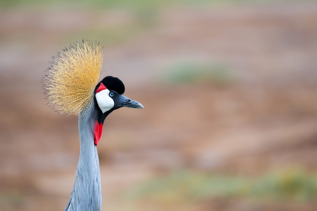 Pájaro colorido en la sabana de Kenia