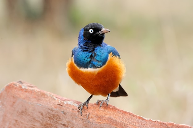 Pájaro colorido Superb Starling se sienta en una rama