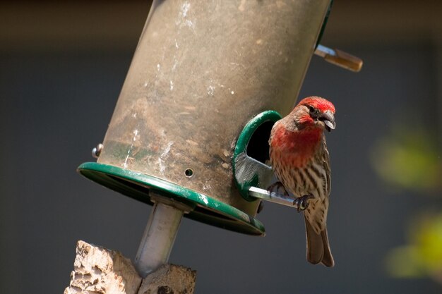 Pájaro en el comedero para pájaros.