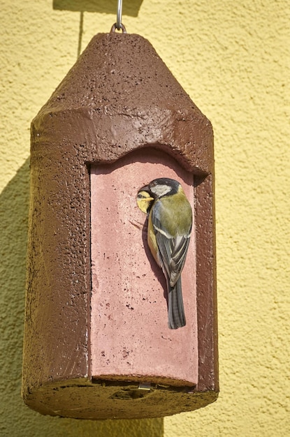 pájaro en un comedero