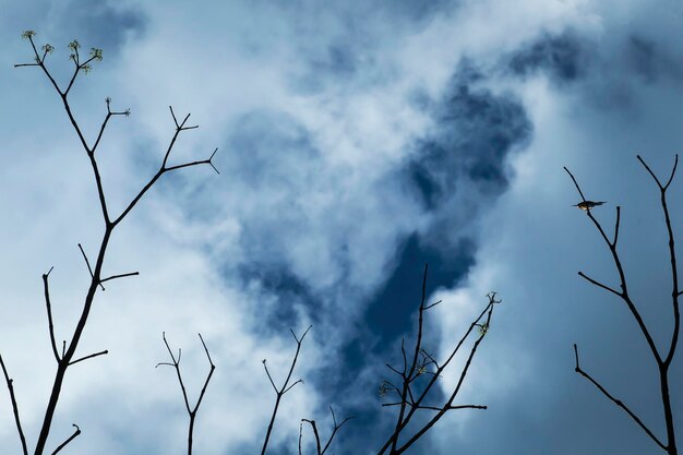 Foto el pájaro comedor de abejas se encuentra en las ramas muertas superiores con una hermosa nube y un cielo azul