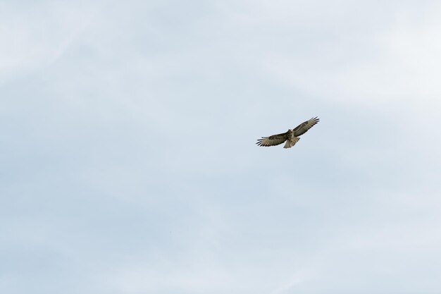 Pájaro cometa de orejas negras para volar en el cielo