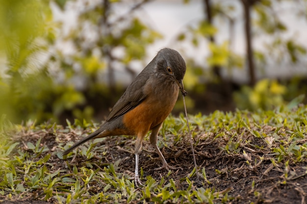 Pájaro comiendo lombrices de tierra en el jardín