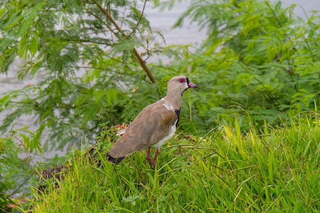 Pájaro conocido como avefría del sur al aire libre en la laguna Rodrigo de Freitas en Río de Janeiro, Brasil