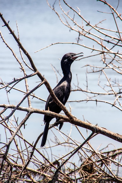 Pájaro conocido con cormorán al aire libre en Lagoa Rodrigo de Freitas en Río de Janeiro