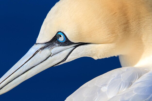 Un pájaro contra el cielo azul claro