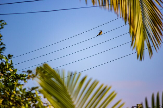 Foto pájaro en la cuerda de la luz