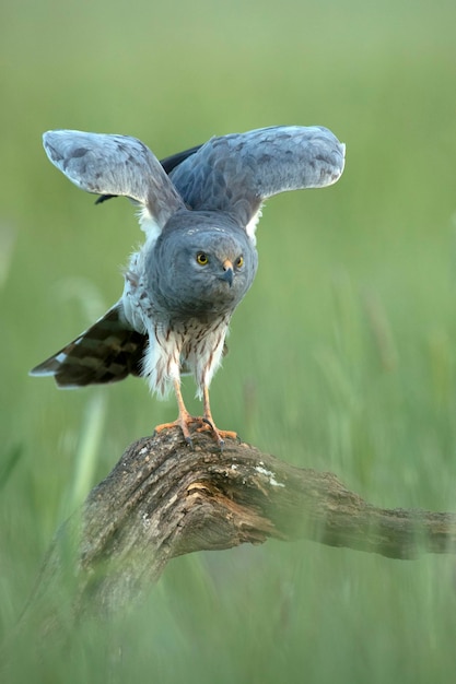 Un pájaro con un cuerpo blanco y gris y ojos amarillos está parado en una rama con las alas abiertas.