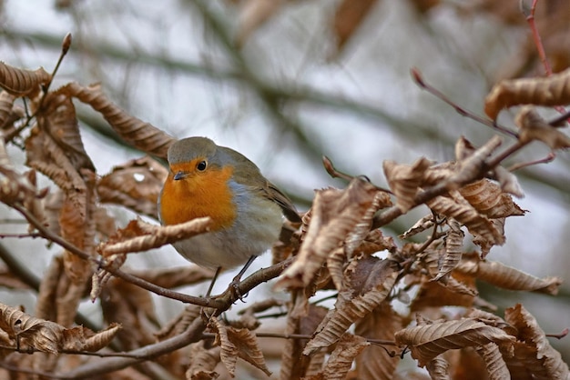 Un pájaro con un cuerpo gris y naranja.