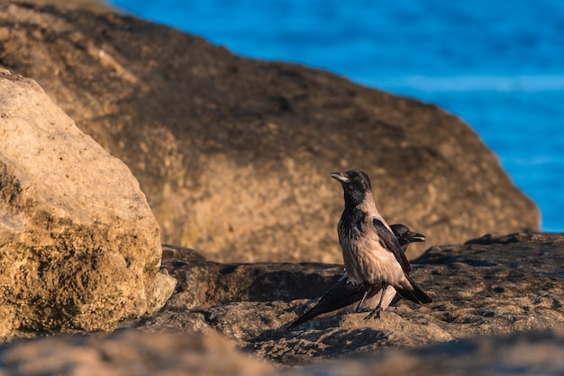 Pájaro cuervo junto al mar