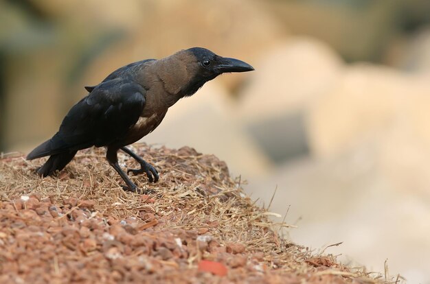 pájaro cuervo negro vida silvestre retrato