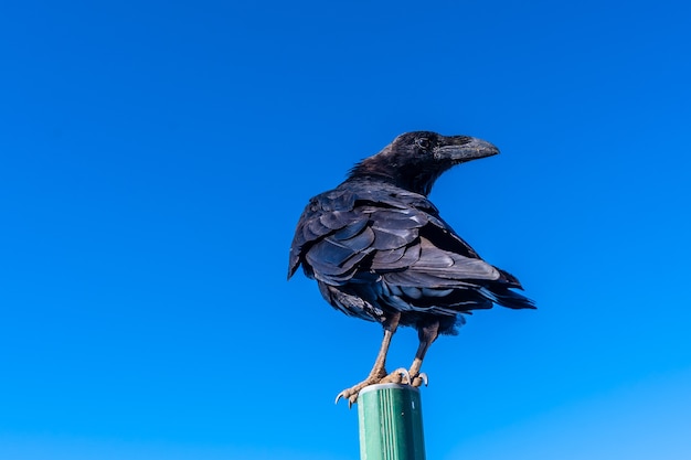 Un pájaro cuervo en una señal de carretera sobre el cielo azul