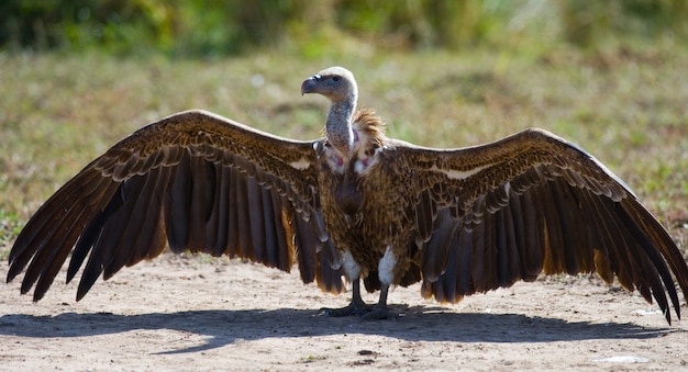 Pájaro depredador está sentado en el suelo Kenia Tanzania Safari África Oriental